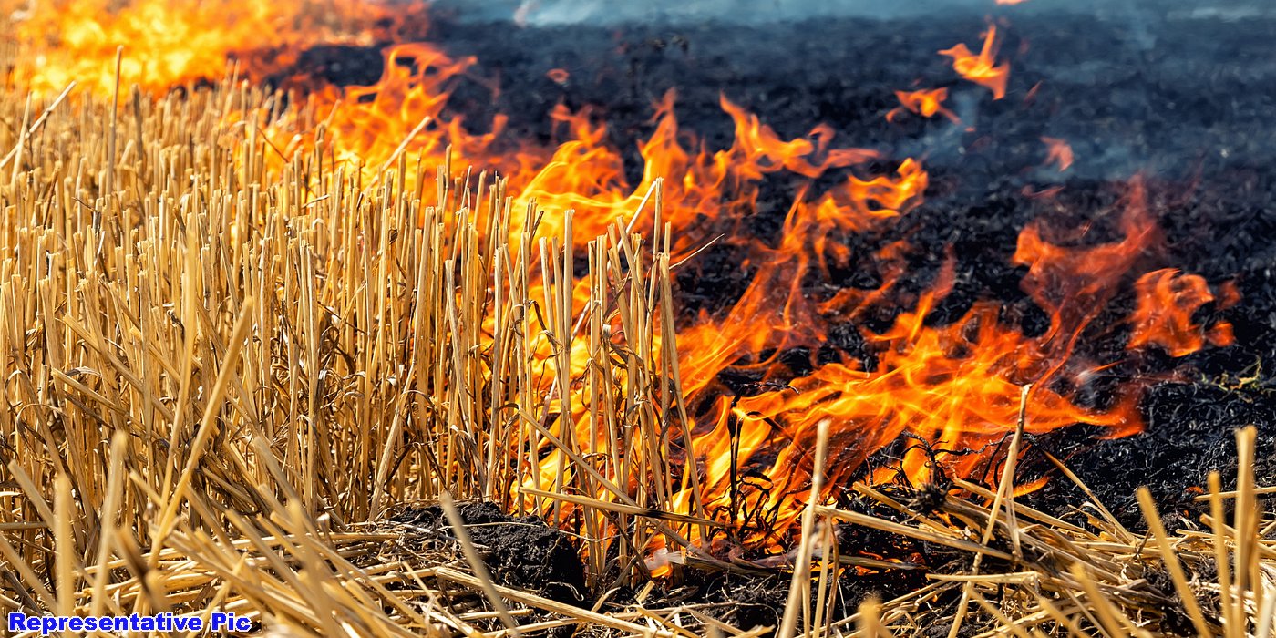 Haryana Cuts Paddy Stubble-Burning Incidents by 91% Since 2021
