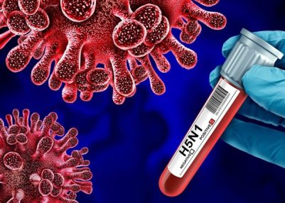 Authorities in Australia confirm Sydney’s 1st case of H5N1 bird flu strain Authorities in Australia confirm Sydney’s 1st case of H5N1 bird flu strain