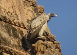 Melghat, Pench Tiger Reserves emerge as most successful sites for Vulture reintroduction