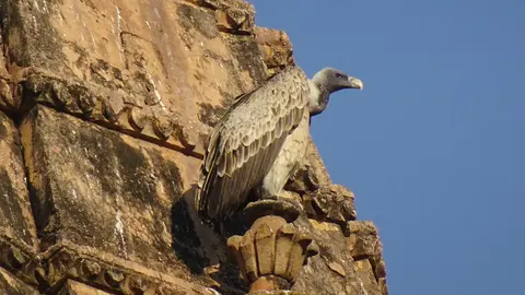 Melghat, Pench Tiger Reserves emerge as most successful sites for Vulture reintroduction