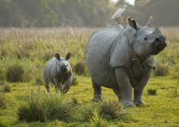 PM Modi Highlights India’s Commitment to Protecting Greater One-Horned Rhinoceros on World Rhino Day PM Modi Highlights India’s Commitment to Protecting Greater One-Horned Rhinoceros on World Rhino Day