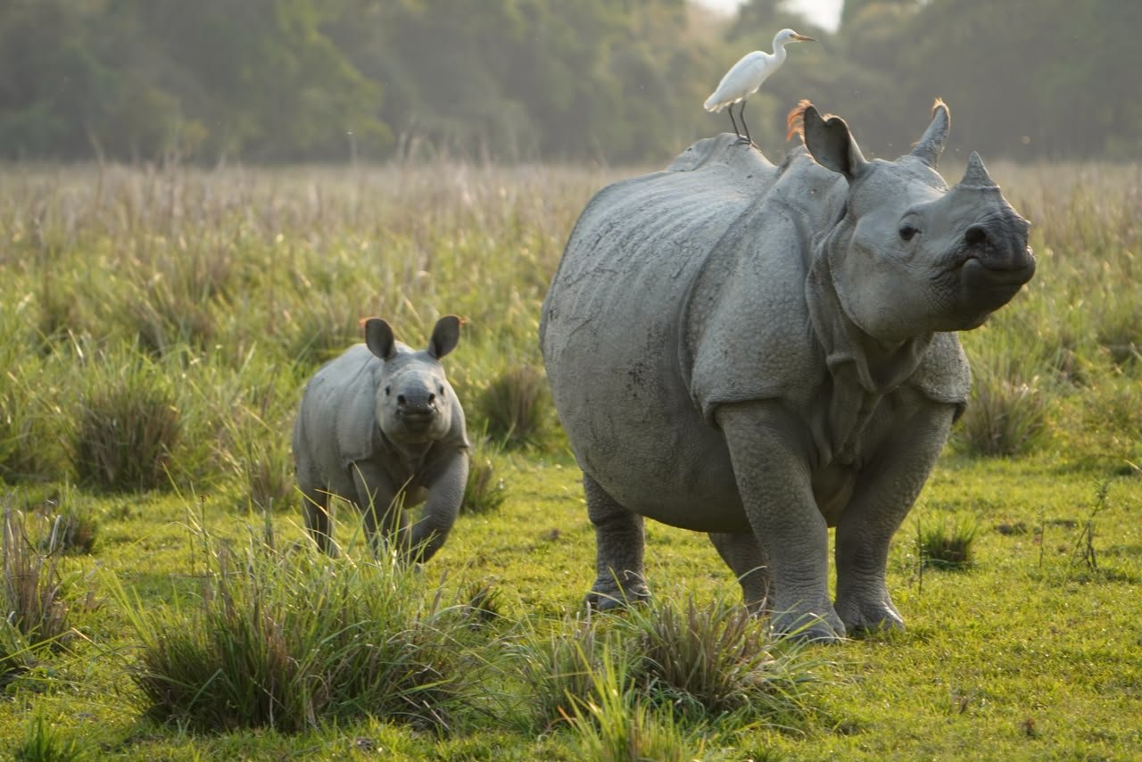 PM Modi Highlights India’s Commitment to Protecting Greater One-Horned Rhinoceros on World Rhino Day 