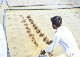 Gujarat completes mangrove plantation across 27,000 hectares in Kutch under ‘MISHTI’ scheme