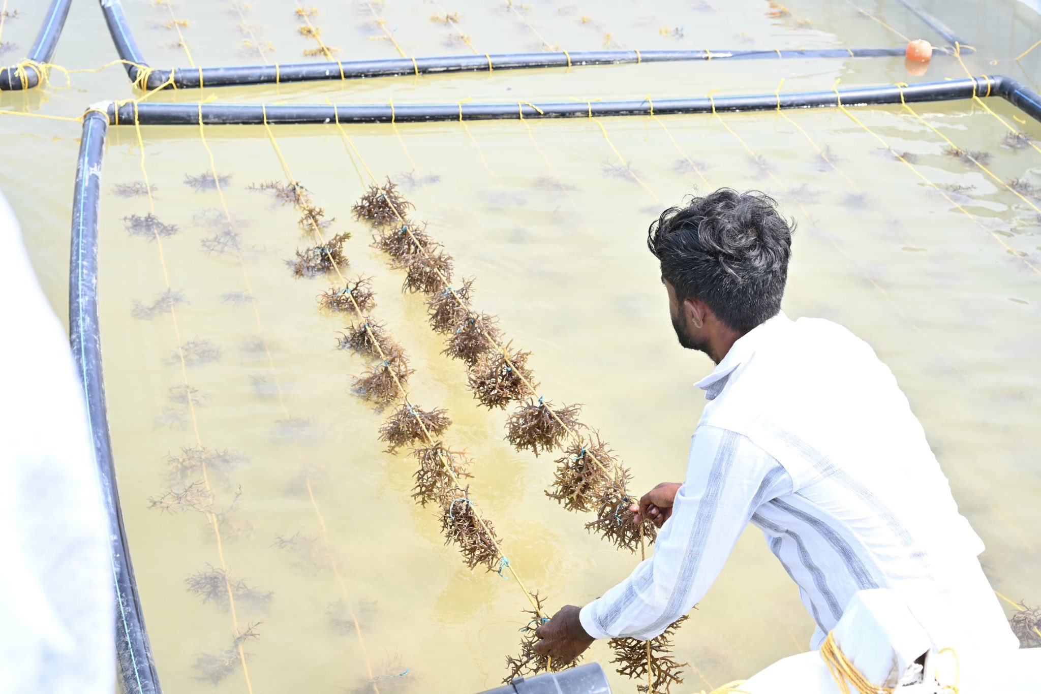 Gujarat completes mangrove plantation across 27,000 hectares in Kutch under ‘MISHTI’ scheme