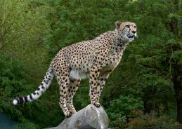 India’s cheetah population rises to 52 four years after reintroduction
