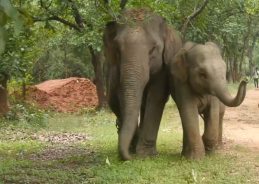 5 day Elephant Festival & Rejuvenation Camp begins at Bandhavgarh Tiger Reserve, Madhya Pradesh