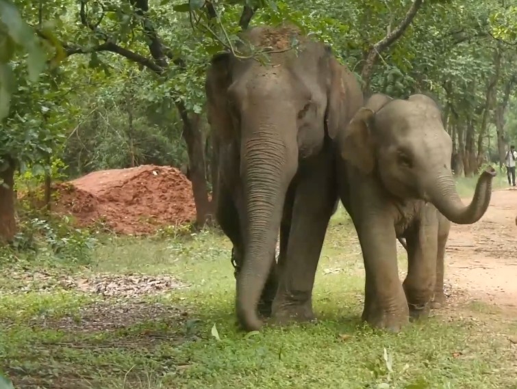 5 day Elephant Festival & Rejuvenation Camp begins at Bandhavgarh Tiger Reserve, Madhya Pradesh