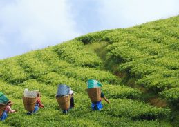 Sikkim’s natural farming journey reflects PM Modi’s vision of Viksit Bharat Sikkim’s natural farming journey reflects PM Modi’s vision of Viksit Bharat