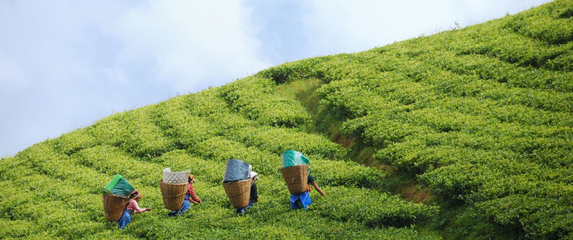 Sikkim’s natural farming journey reflects PM Modi’s vision of Viksit Bharat