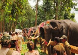 Six-day elephant rejuvenation camp begins at Kanha Tiger Reserve in Madhya Pradesh Six-day elephant rejuvenation camp begins at Kanha Tiger Reserve in Madhya Pradesh