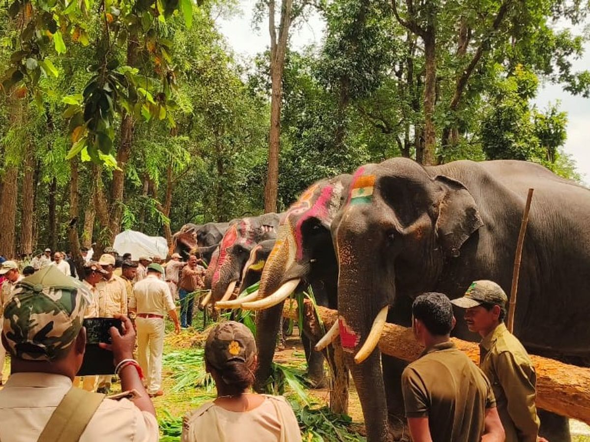 Six-day elephant rejuvenation camp begins at Kanha Tiger Reserve in Madhya Pradesh