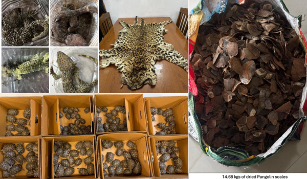 DRI conducts 6 pan-India operations in crackdown on illegal wildlife trade, Arrests 13