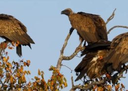 International Vulture Day 2026 International Vulture Day 2026