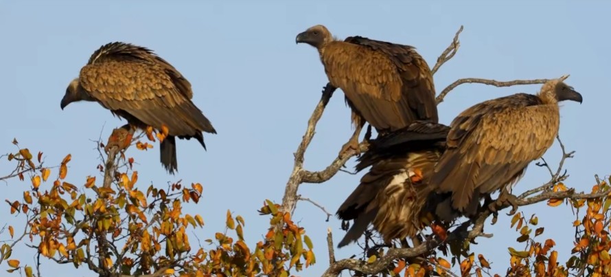 International Vulture Day 2026