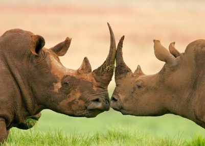 World Rhino Day observed with focus on protecting five remaining rhino species World Rhino Day observed with focus on protecting five remaining rhino species