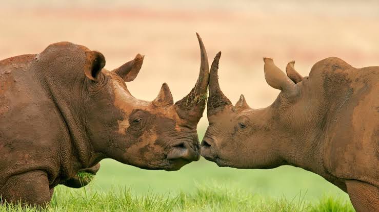 World Rhino Day observed with focus on protecting five remaining rhino species