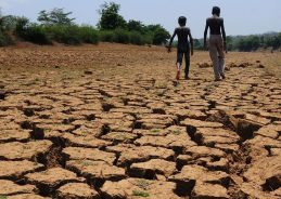 Maharashtra Agriculture Minister orders immediate crop damage assessment while closely monitoring drought-like situation