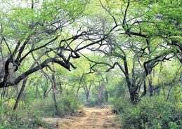 Delhi Government Approves Notification of 1,000 Acres in Southern Ridge as Reserved Forest Delhi Government Approves Notification of 1,000 Acres in Southern Ridge as Reserved Forest