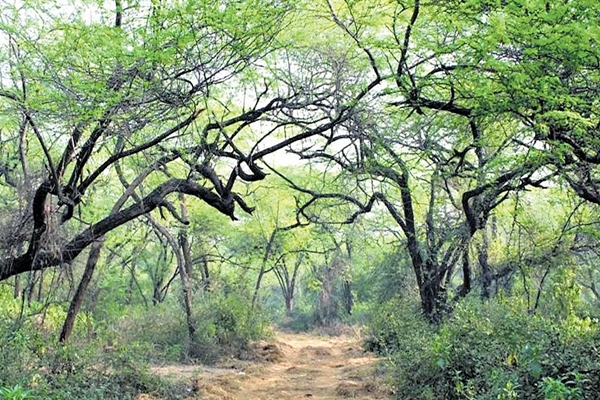 Delhi Government Approves Notification of 1,000 Acres in Southern Ridge as Reserved Forest