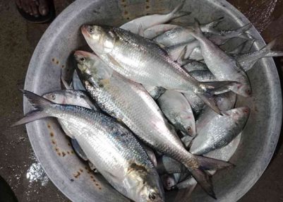 Bangladesh importers express concern over financial losses following sudden suspension of hilsa imports