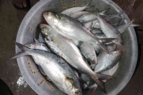 Bangladesh importers express concern over financial losses following sudden suspension of hilsa imports