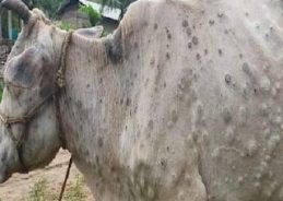 दिल्ली में लंपी त्वचा रोग की स्थिति की समीक्षा