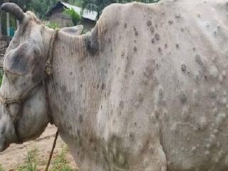 दिल्ली में लंपी त्वचा रोग की स्थिति की समीक्षा