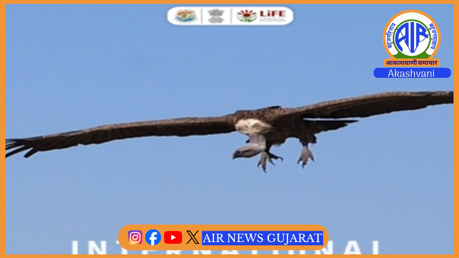 ગીધ જાગૃતિ દિવસ : ગીધ એ કુદરતની ‘સફાઈ ટીમ’ છે, પર્યાવરણની સુરક્ષા માટે તેમનું રક્ષણ અત્યંત જરૂરી