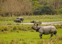 India is now among world’s important custodians of Greater One-Horned Rhinoceros: PM Modi India is now among world’s important custodians of Greater One-Horned Rhinoceros: PM Modi