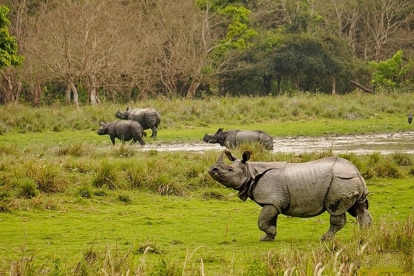 India is now among world’s important custodians of Greater One-Horned Rhinoceros: PM Modi
