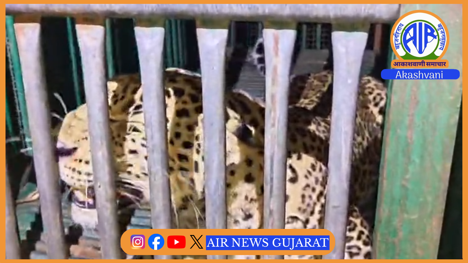 તાપીના વાલોડમાં બકરીનો શિકાર કરનારી 5 વર્ષની દીપડી પાંજરે પુરાઈ