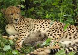 Indian-born Cheetah Gives Birth to Four Cubs at Kuno National Park