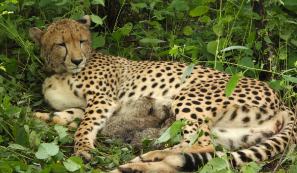 Indian-born Cheetah Gives Birth to Four Cubs at Kuno National Park