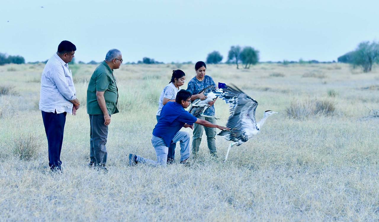 Environment Minister Bhupender Yadav releases two male Great Indian Bustards into wild