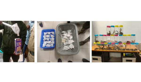 DRI foils smuggling of 45 live reptiles at Trichy Airport