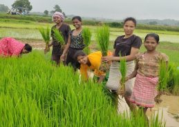 Women-led FPOs show stronger survival after incorporation, says NABARD report