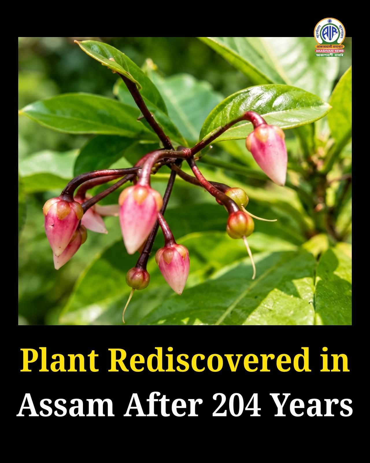 বঙাইগাঁও জিলাত আৰ্ডিছিয়া ক’ল’ৰাটা নামৰ এবিধ বিৰল প্ৰজাতিৰ গুল্মজাতীয় উদ্ভিদ পুনৰ আৱিষ্কাৰ