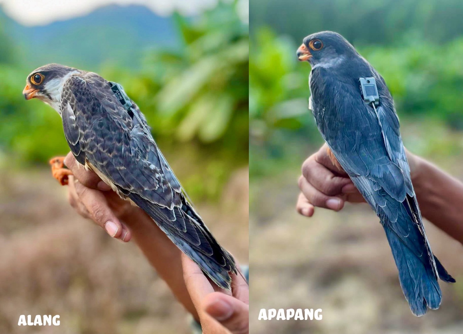 Satellite-Tagged Amur Falcons Return to Manipur After Migrating Across 23 Countries