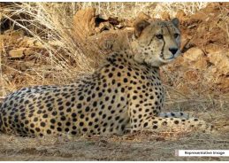Union Government takes serious note of cheetah’s death at Kuno Park