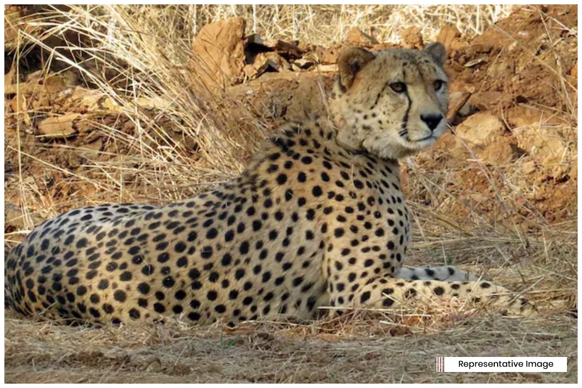 Union Government takes serious note of cheetah’s death at Kuno Park