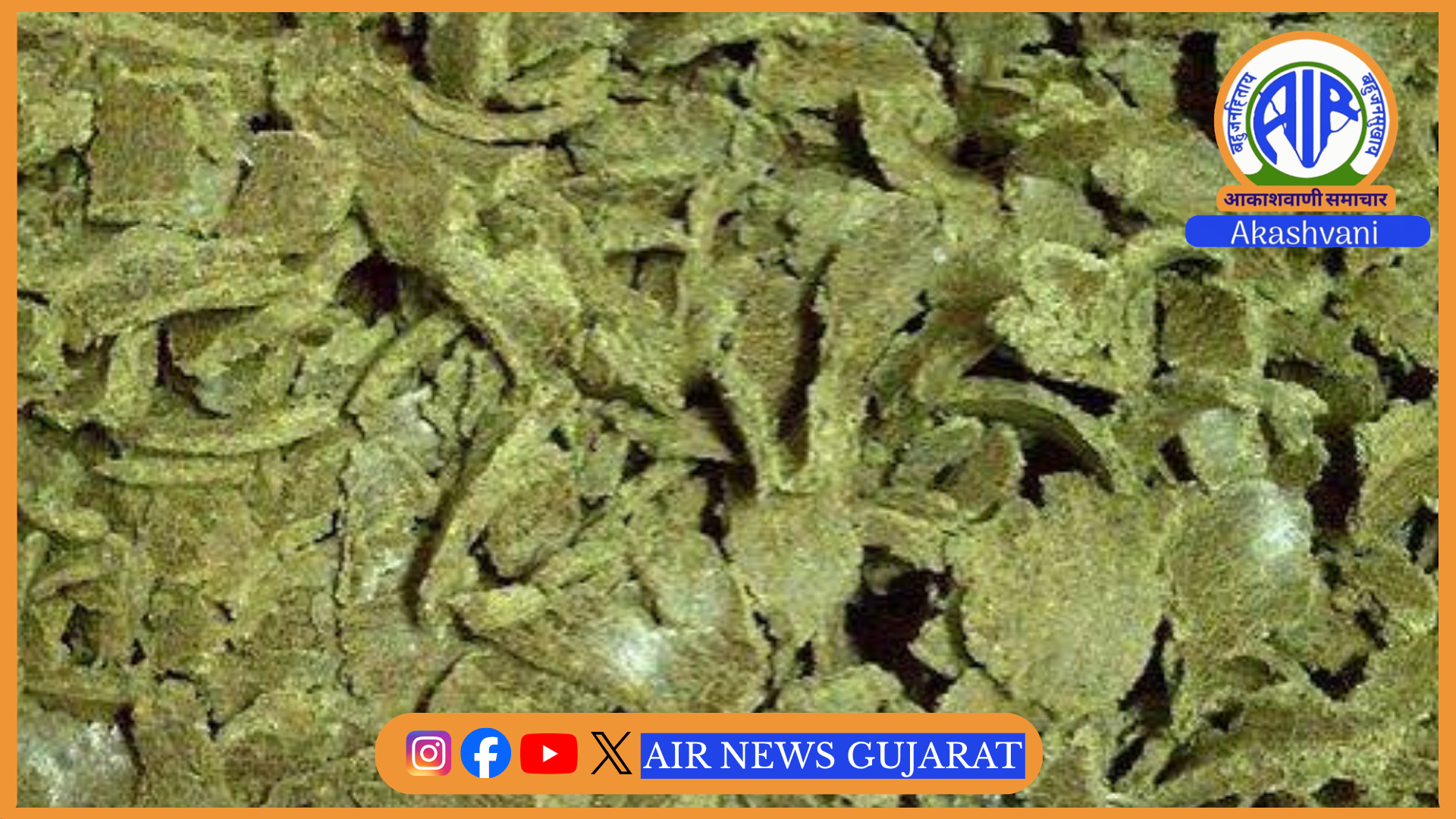 શંકાસ્પદ કપાસિયા ખોળ મળી આવતાં કડી તાલુકાના ચાર વેરહાઉસ સીલ કરાયા – નમૂના પરીક્ષણ માટે મોકલાયાં