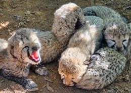 Cheetah population in India rises to 60 with birth of five cubs at Kuno National Park