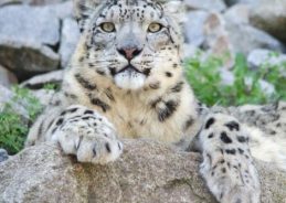 MoS Kirti Vardhan Singh Reaffirms India’s Commitment to Snow Leopard Conservation
