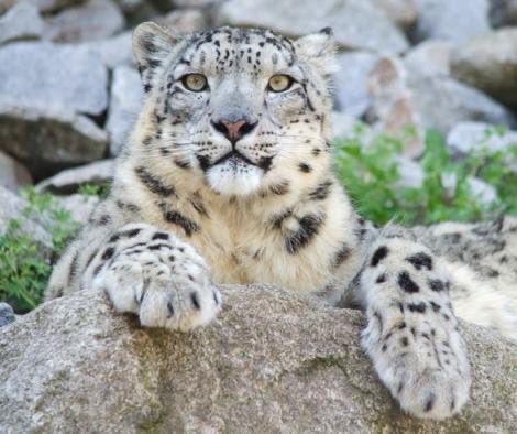 MoS Kirti Vardhan Singh Reaffirms India’s Commitment to Snow Leopard Conservation