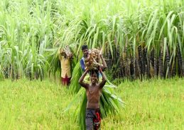 Former Member of NITI Aayog to head committee examining issues of sugarcane farmers and their redressal