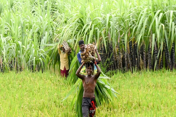 Former Member of NITI Aayog to head committee examining issues of sugarcane farmers and their redressal