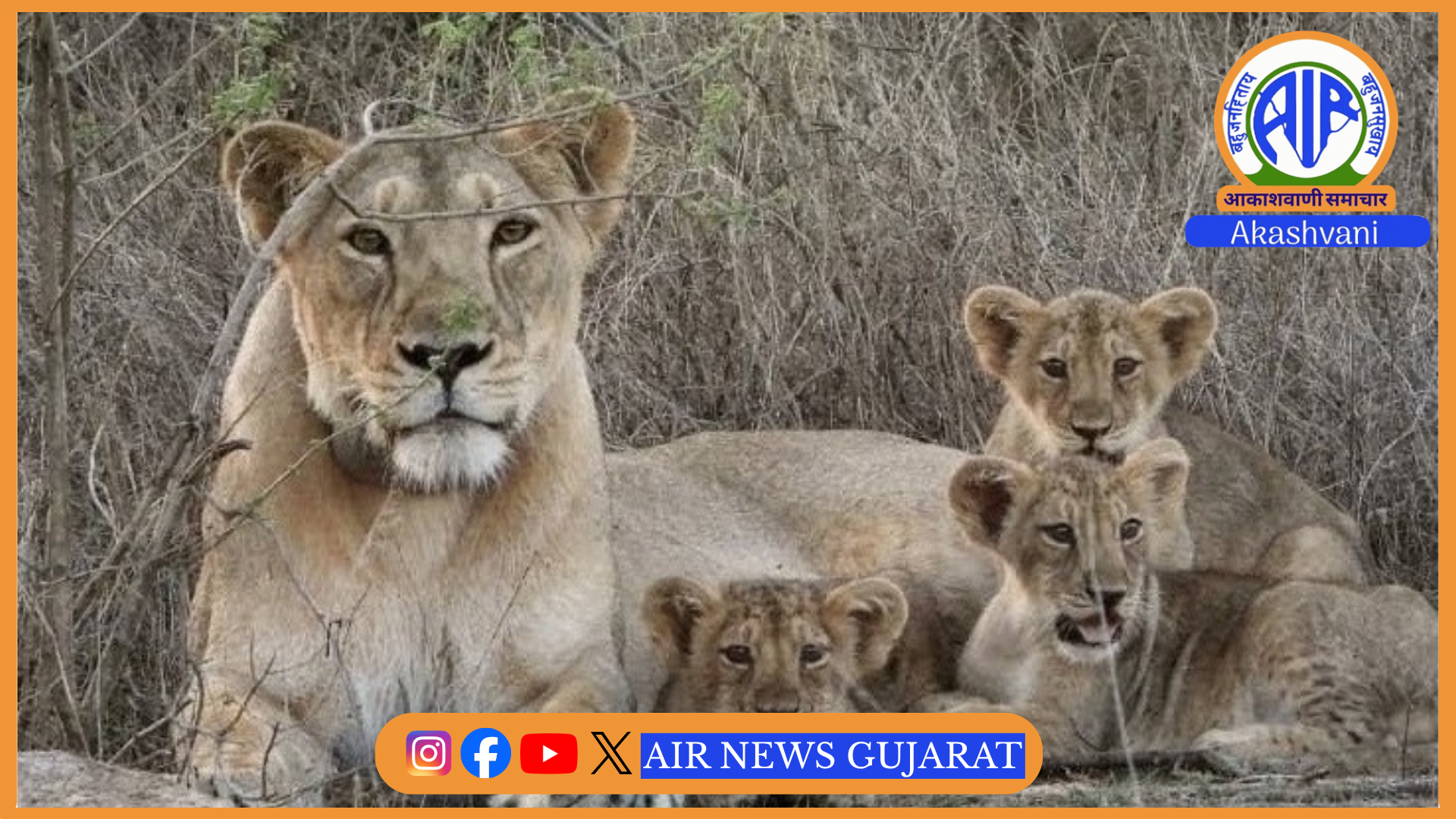બરડા વન્યજીવ અભ્યારણ્ય સિંહોનાં લાંબા ગાળાના મહત્વપૂર્ણ આશ્રયસ્થાન તરીકે વિકસી શકે તેવુ સંશોધનનું તારણ