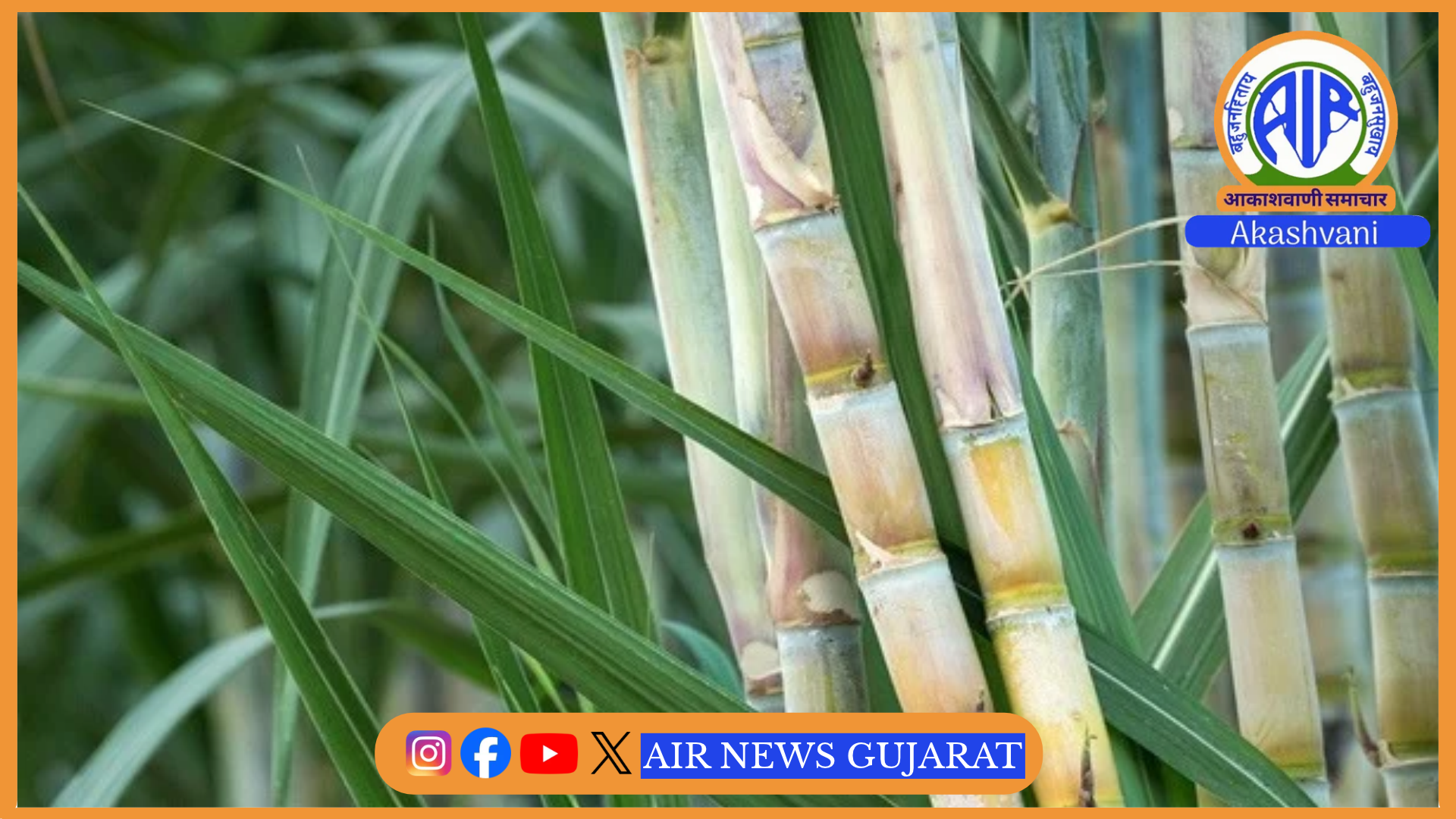 શેરડીના ખેડૂતોના મુદ્દાઓની તપાસ અને  સમસ્યાઓના નિવારણ માટે સમિતિની રચના કરાઇ