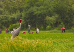 बॉम्बे नेचुरल हिस्ट्री सोसायटी 10 और 11 अक्टूबर को देशभर में सारस पक्षियों की करेगी गणना बॉम्बे नेचुरल हिस्ट्री सोसायटी 10 और 11 अक्टूबर को देशभर में सारस पक्षियों की करेगी गणना