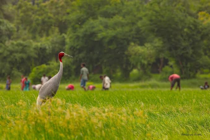 बॉम्बे नेचुरल हिस्ट्री सोसायटी 10 और 11 अक्टूबर को देशभर में सारस पक्षियों की करेगी गणना